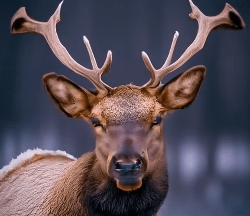 A picture of an elk