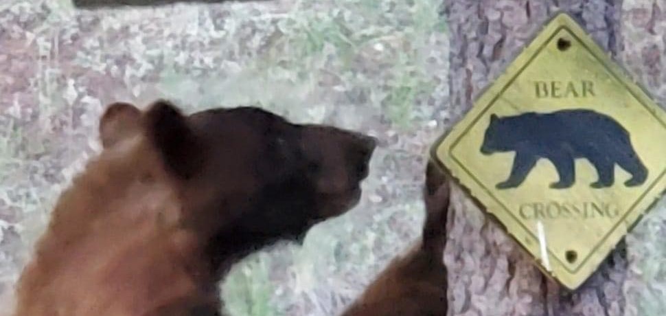 A picture of a bear disobeying bear crossing sign