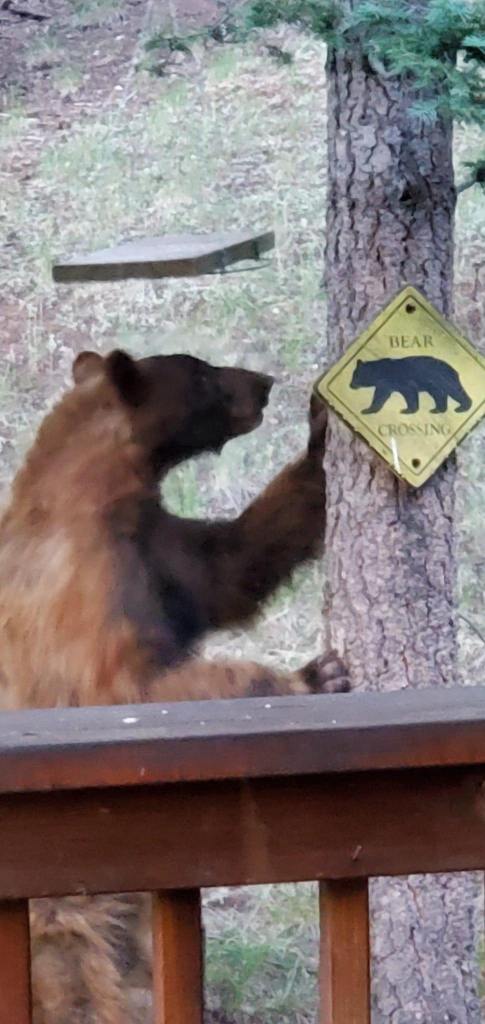 A picture of a bear disobeying bear crossing sign