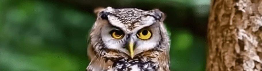 A picture of an owl