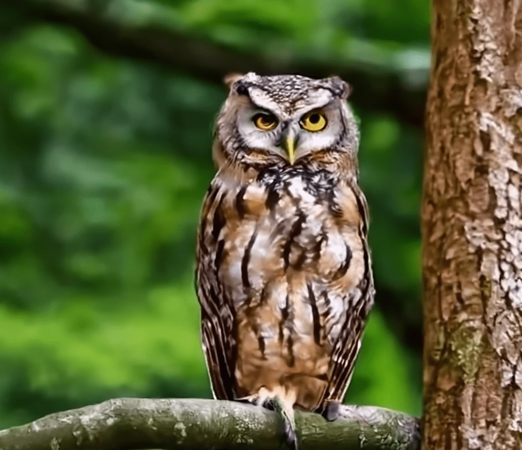 A picture of an owl