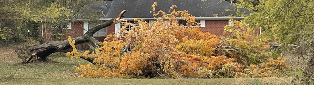 A picture of a felled tree