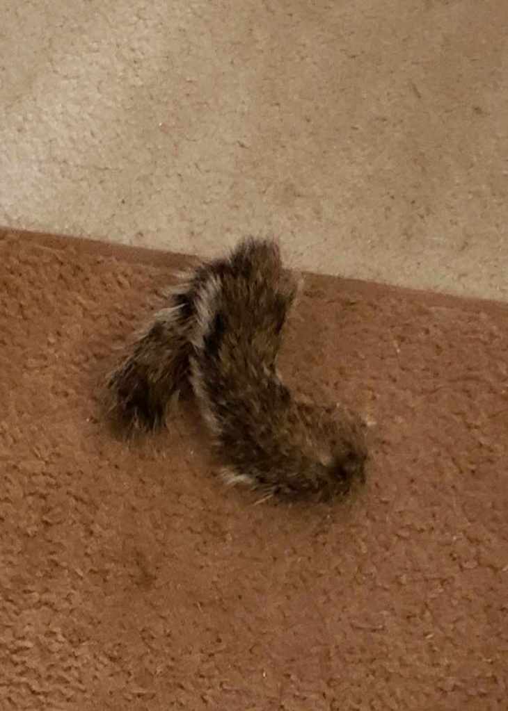 A photo of a squirrel