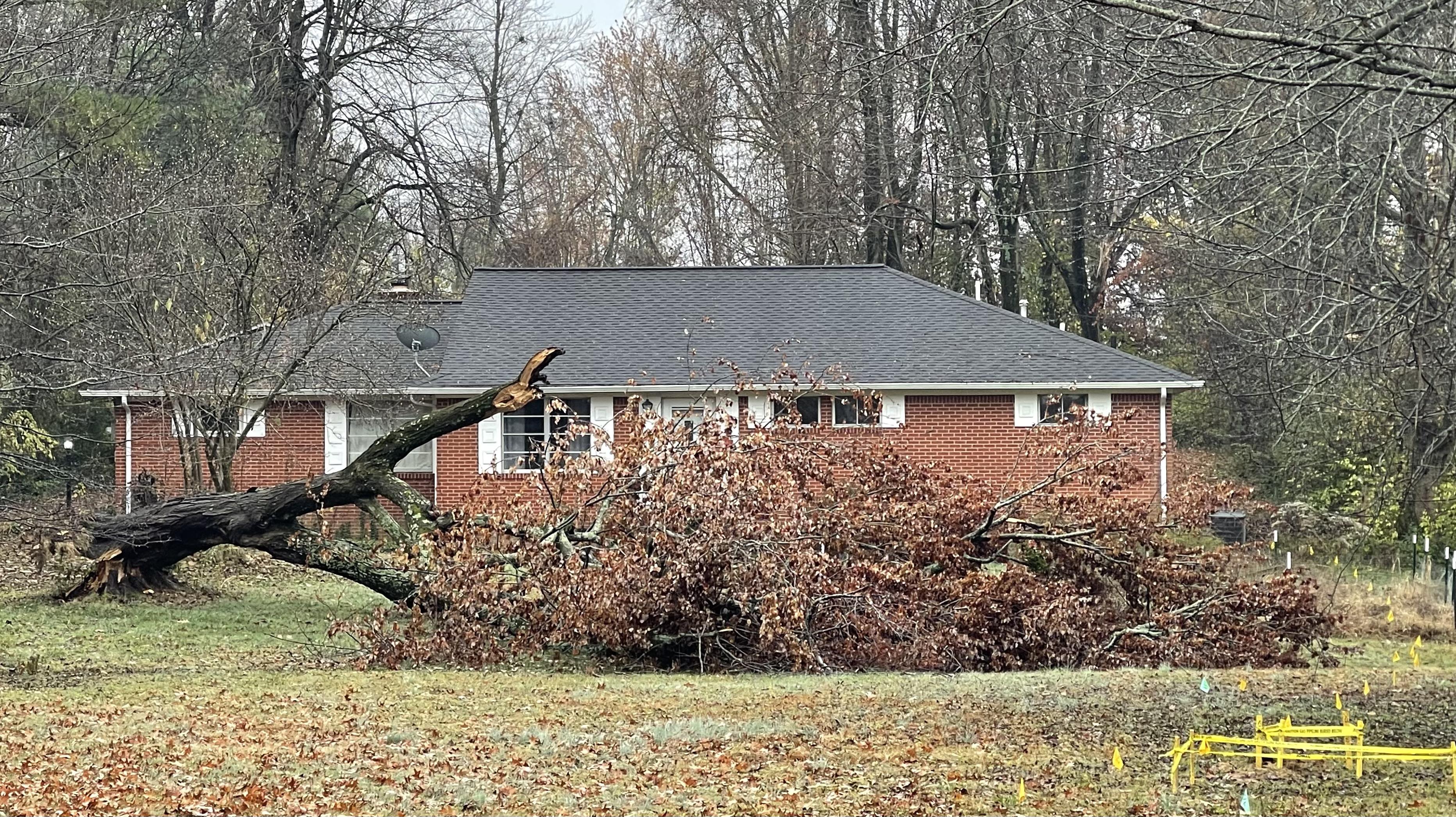 A picture of a decaying tree