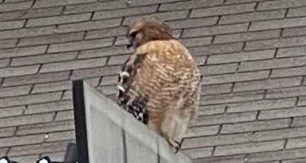 A picture of a hawk