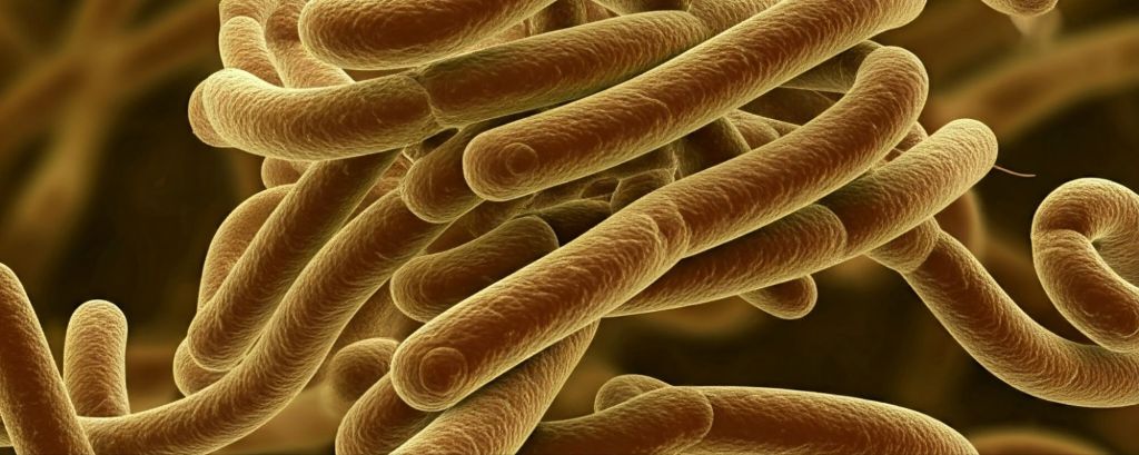 A picture of Ecoli